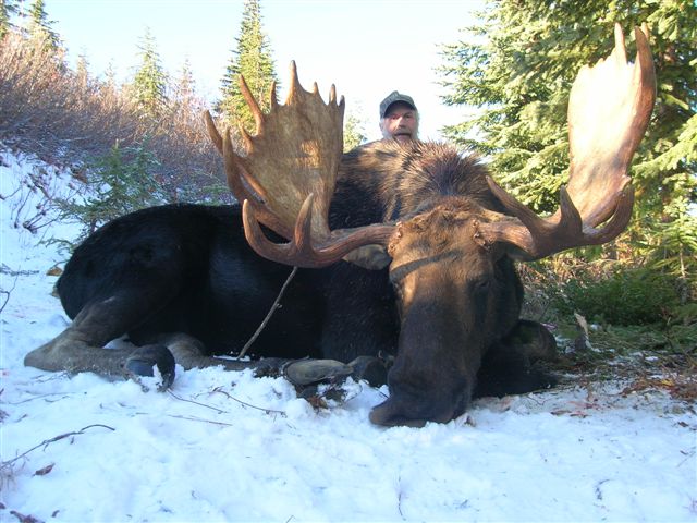 Moose hunt